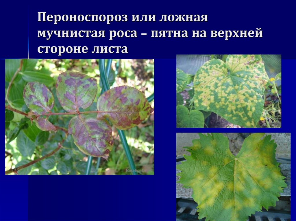 Пероноспороз или ложная мучнистая роса – пятна на верхней стороне листа