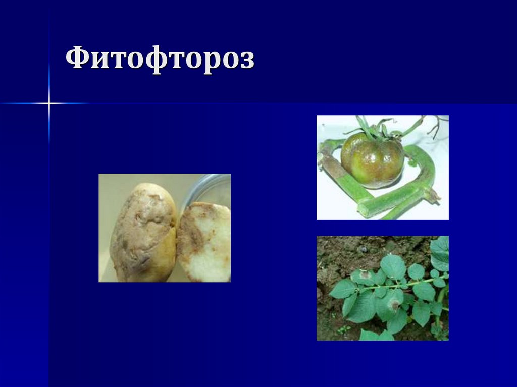 Фитофтороз