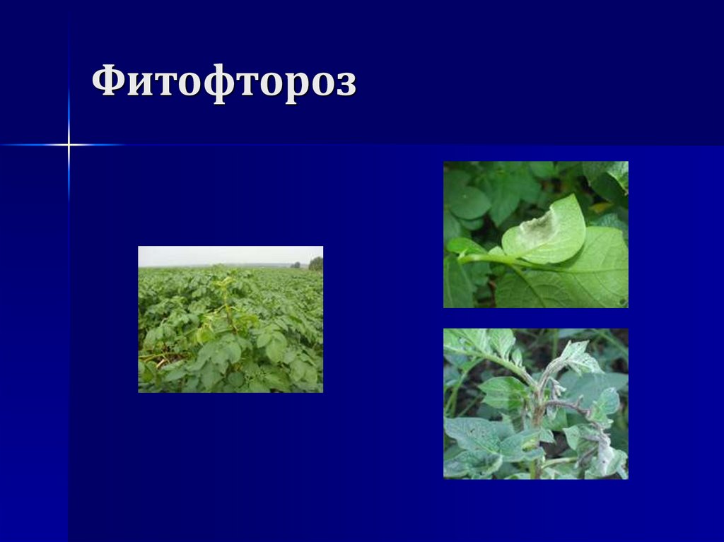 Фитофтороз