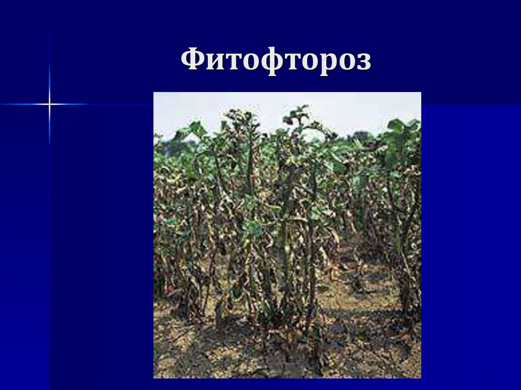 Фитофтороз