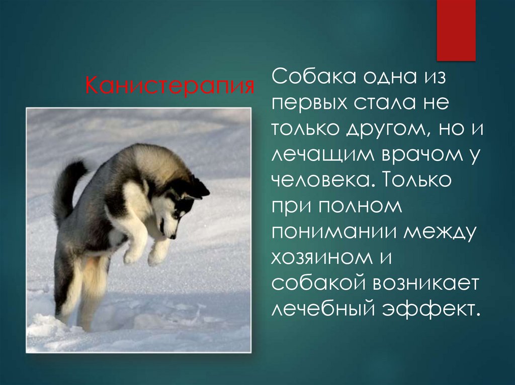 Канистерапия