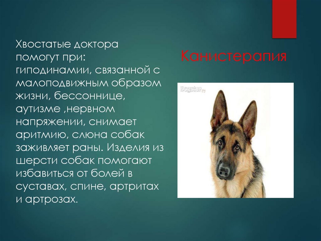 Канистерапия