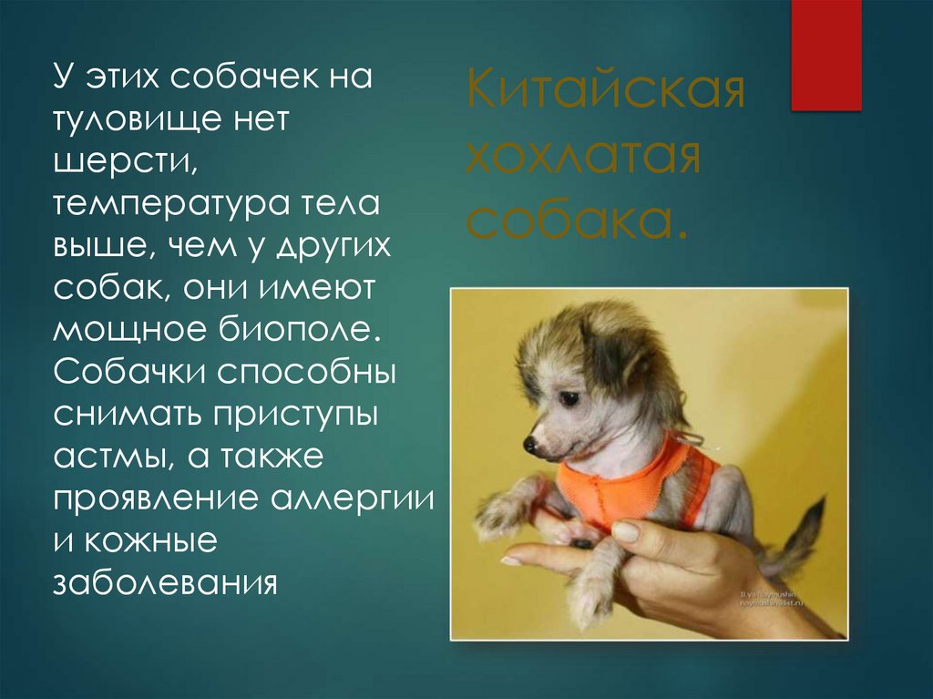 Китайская хохлатая собака.