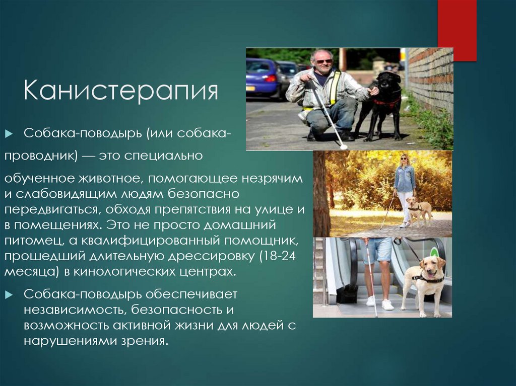 Канистерапия