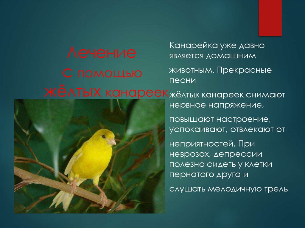 Лечение с помощью жёлтых канареек