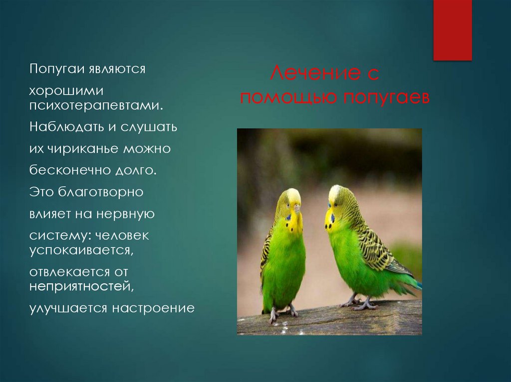 Лечение с помощью попугаев