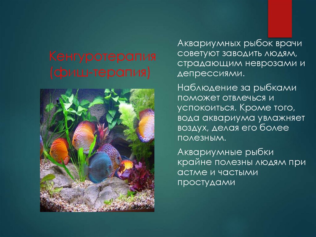 Кенгуротерапия (фиш-терапия)