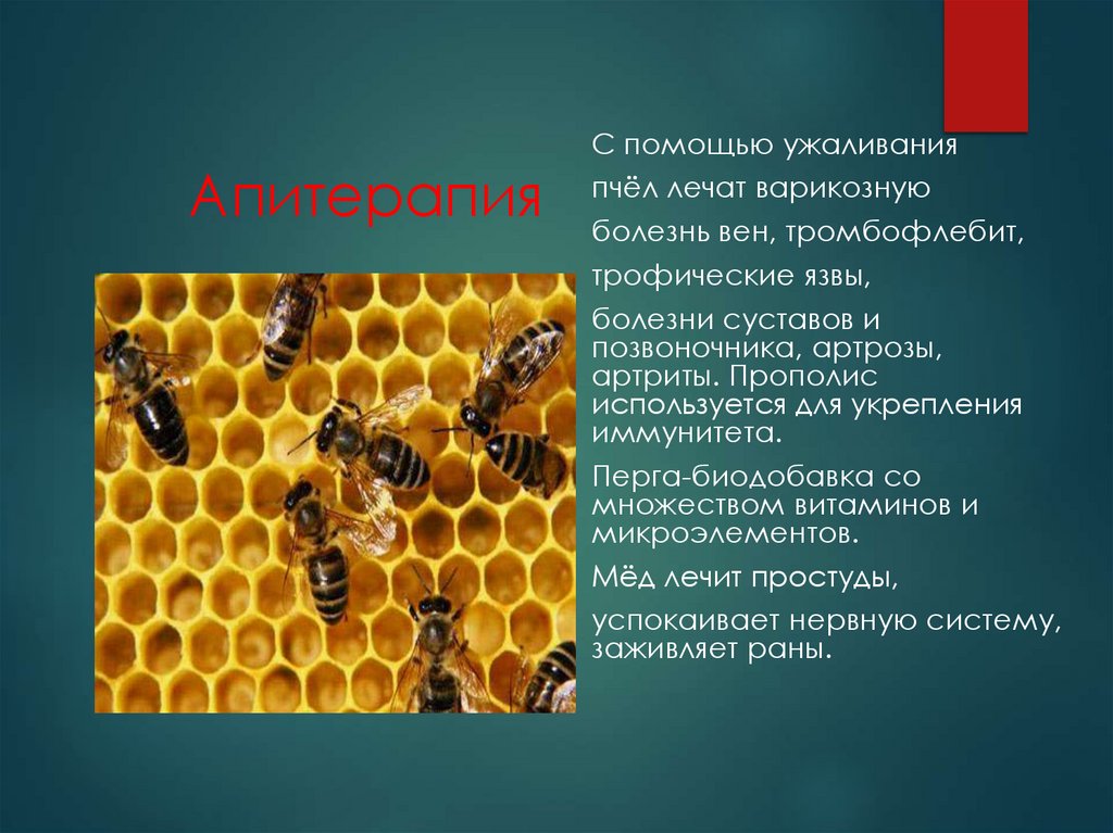 Апитерапия