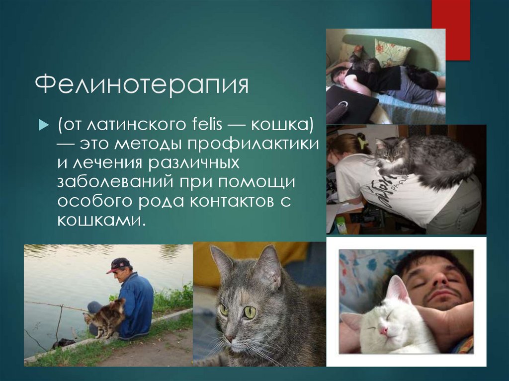 Фелинотерапия