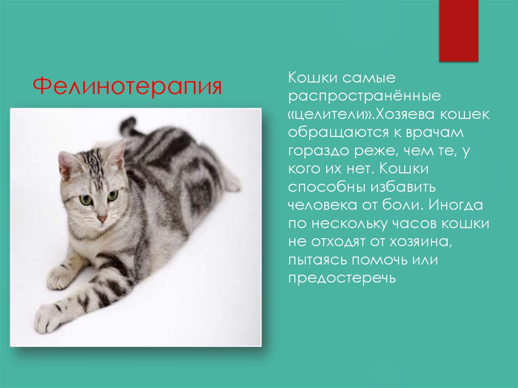 Фелинотерапия