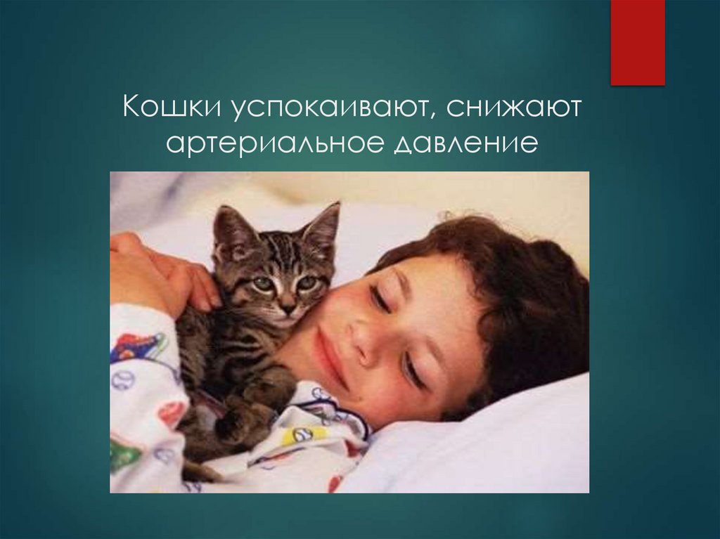 Кошки успокаивают, снижают артериальное давление