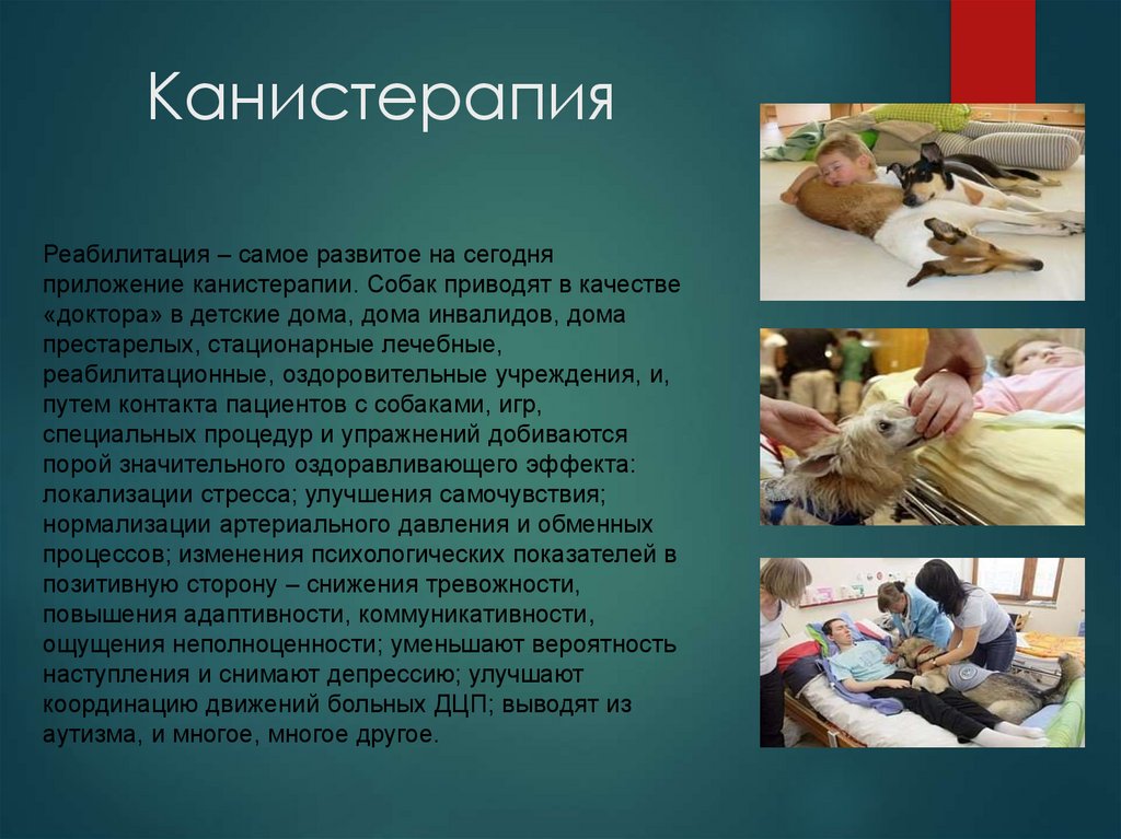 Канистерапия