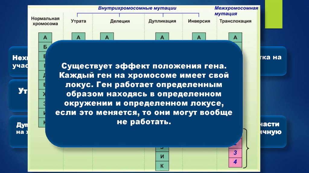 Хромосомные мутации (изменение структуры хромосом)