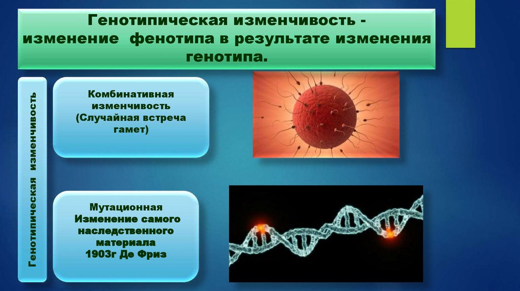 Генотипическая изменчивость - изменение фенотипа в результате изменения генотипа.