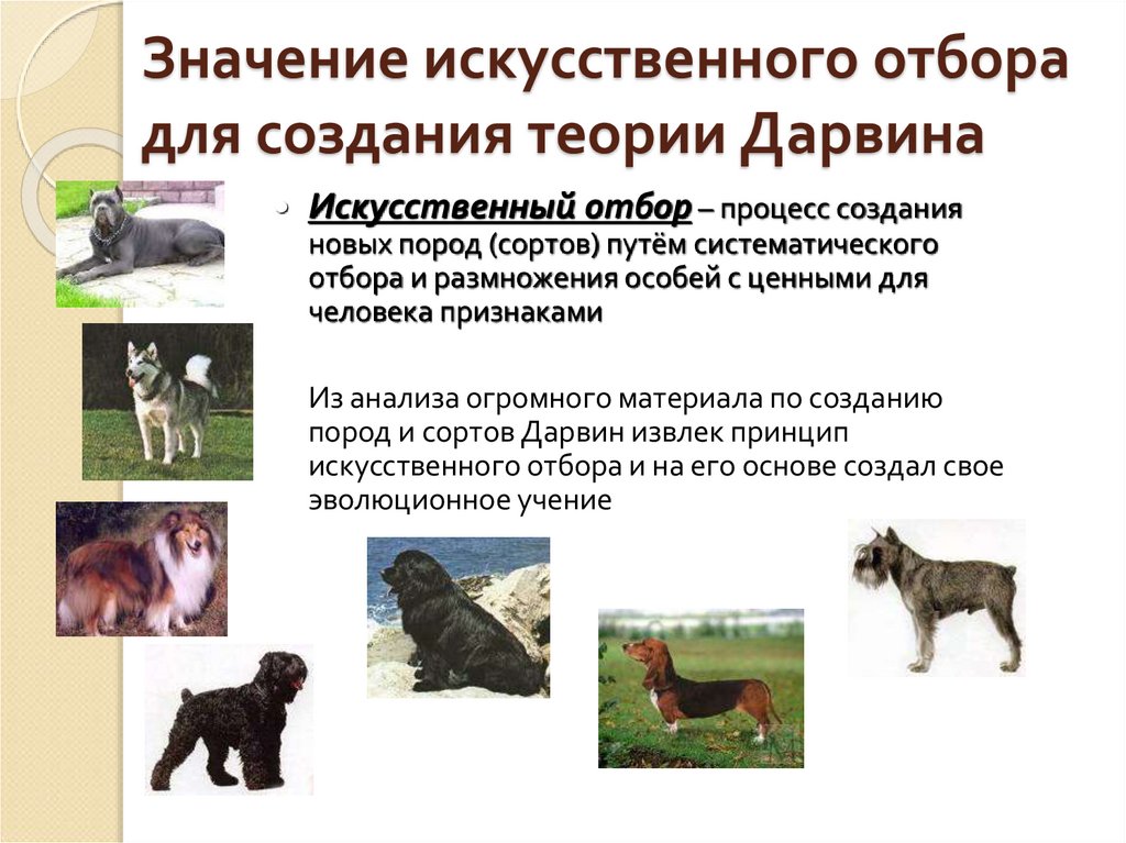Значение искусственного отбора для создания теории Дарвина