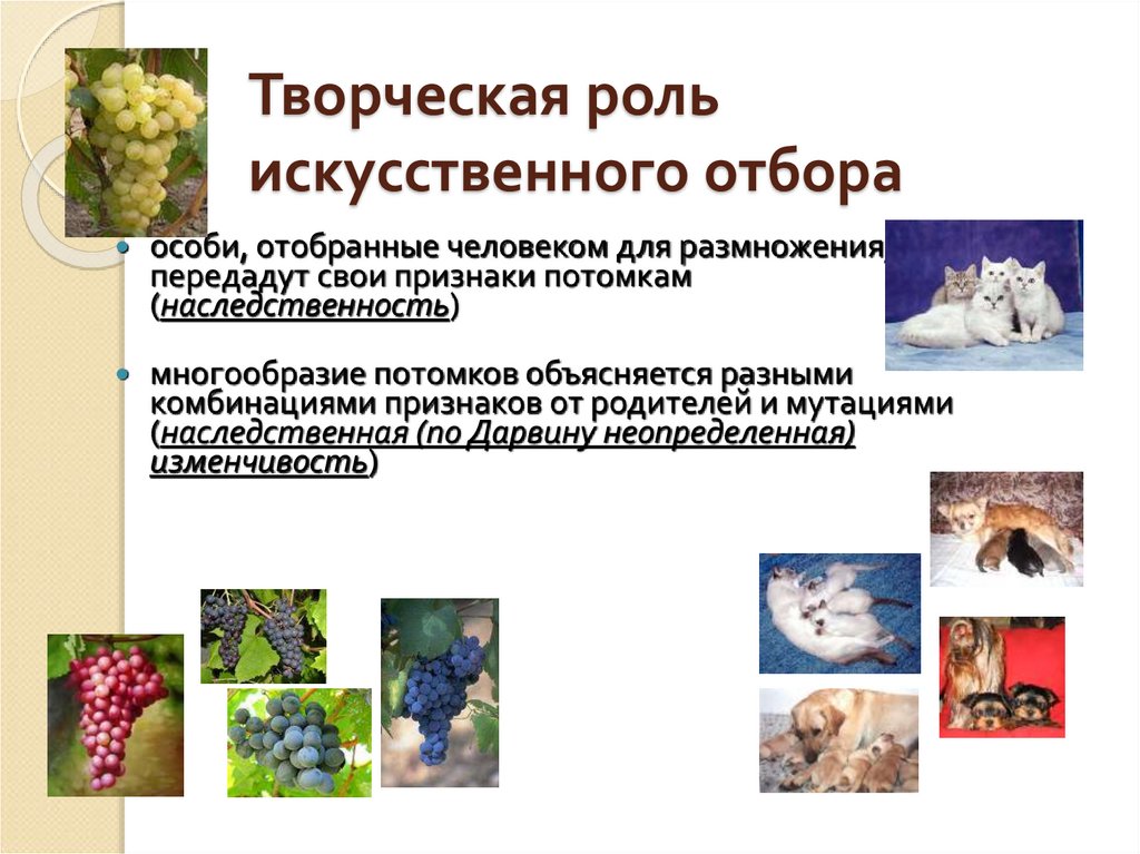 Творческая роль искусственного отбора