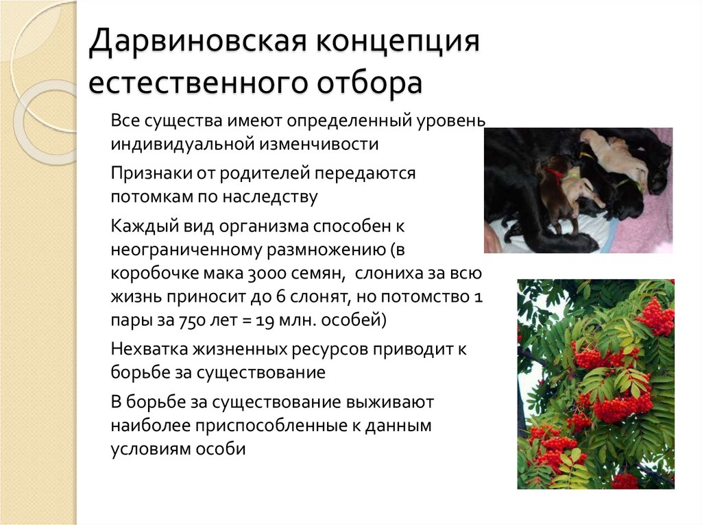 Дарвиновская концепция естественного отбора