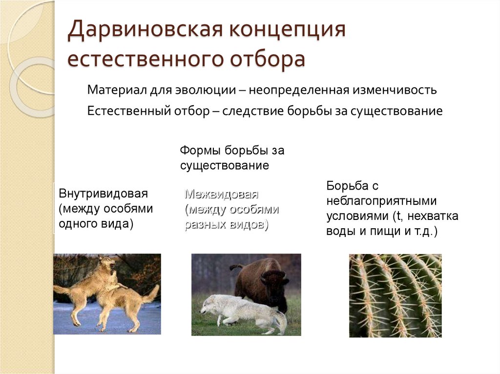 Дарвиновская концепция естественного отбора