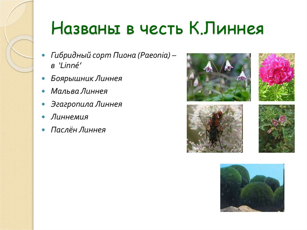 Названы в честь К.Линнея
