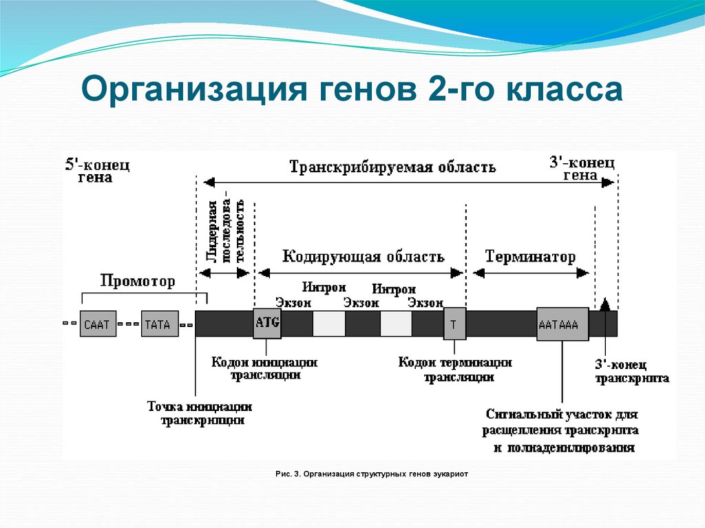 Организация генов 2-го класса