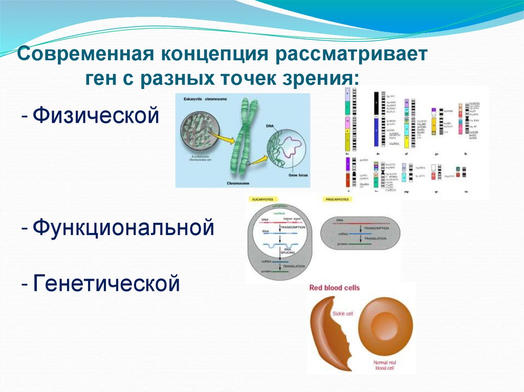 Современная концепция рассматривает ген с разных точек зрения: