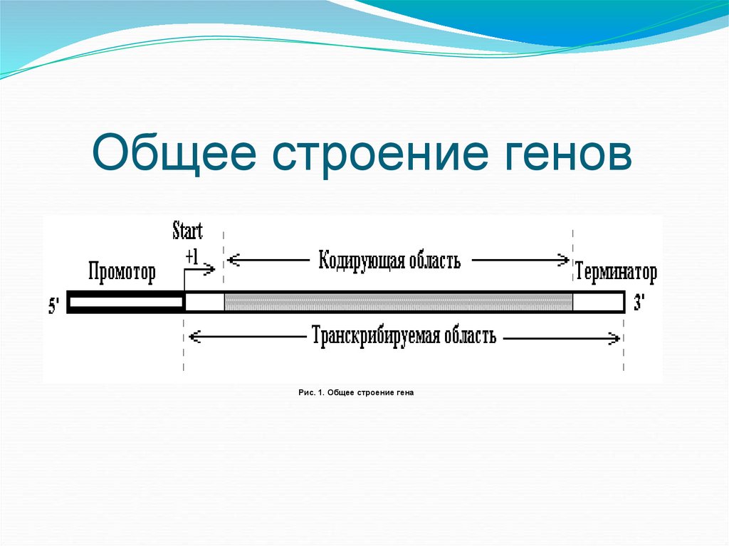 Общее строение генов