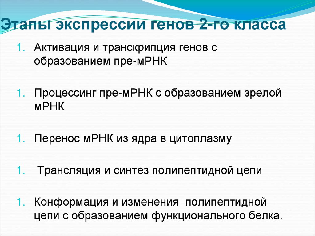 Этапы экспрессии генов 2-го класса