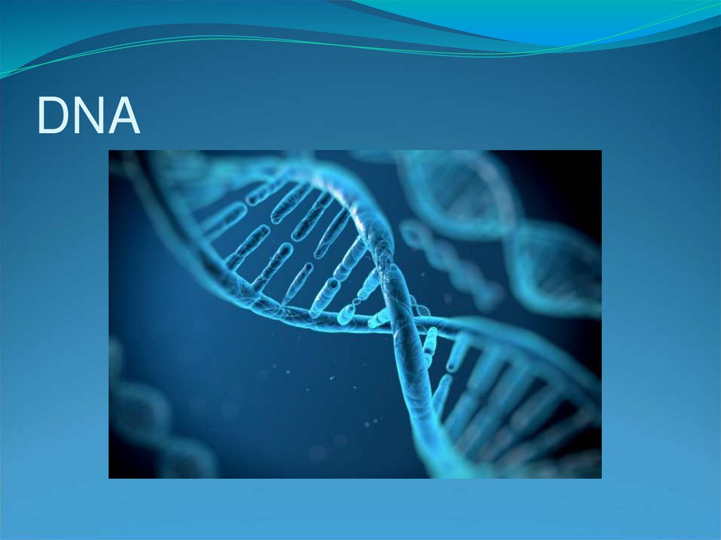 DNA