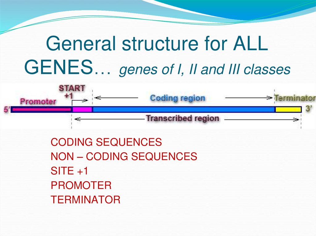 General structure for ALL GENES… genes of I, II and III classes