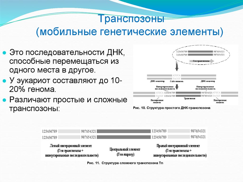 Транспозоны (мобильные генетические элементы)