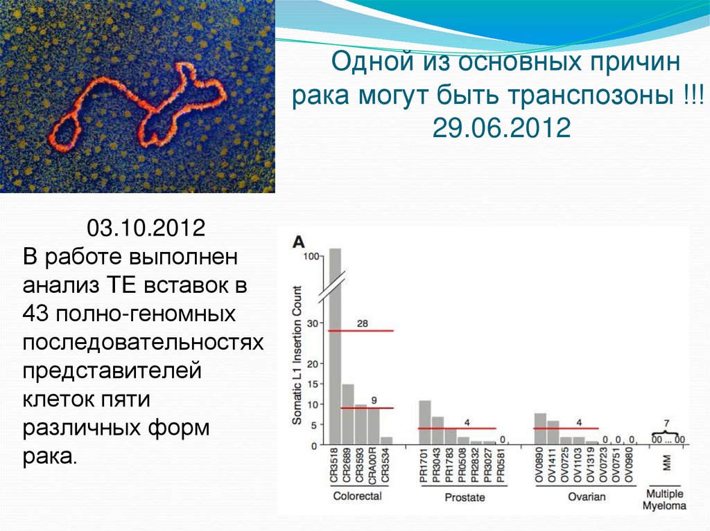Одной из основных причин рака могут быть транспозоны !!! 29.06.2012