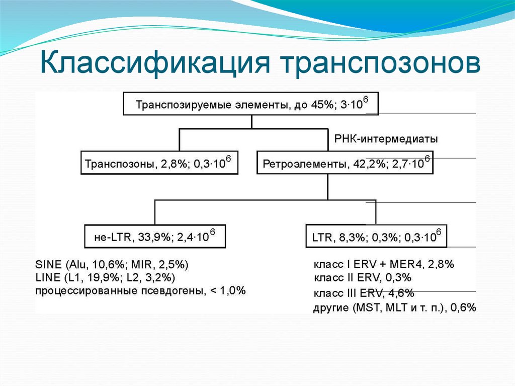 Классификация транспозонов
