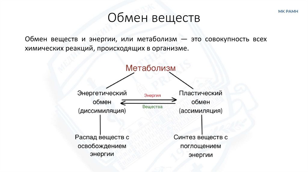 Обмен веществ