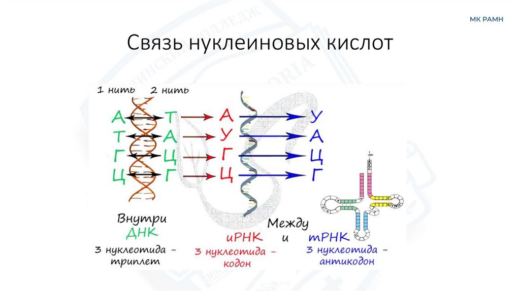 Связь нуклеиновых кислот
