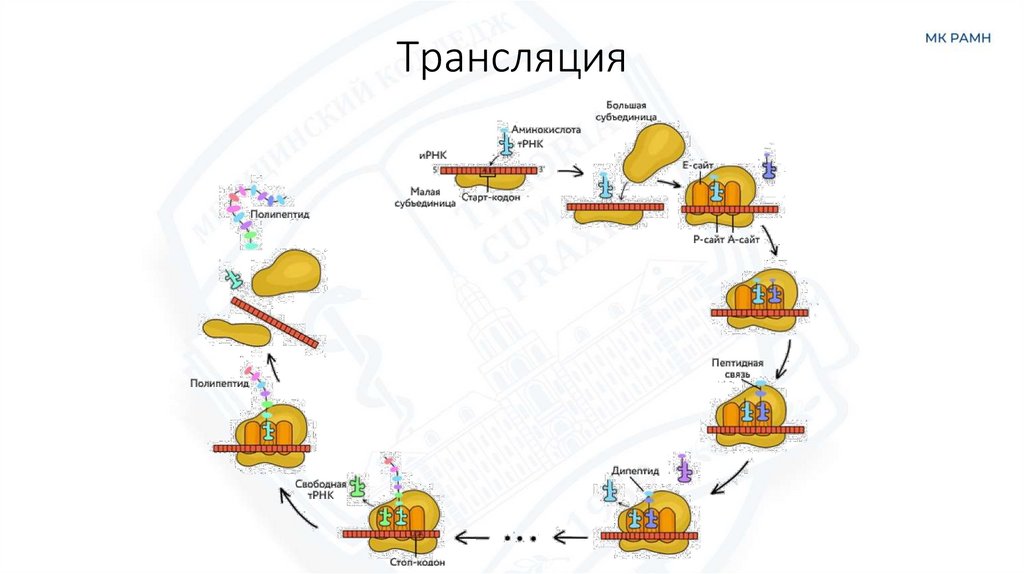 Трансляция