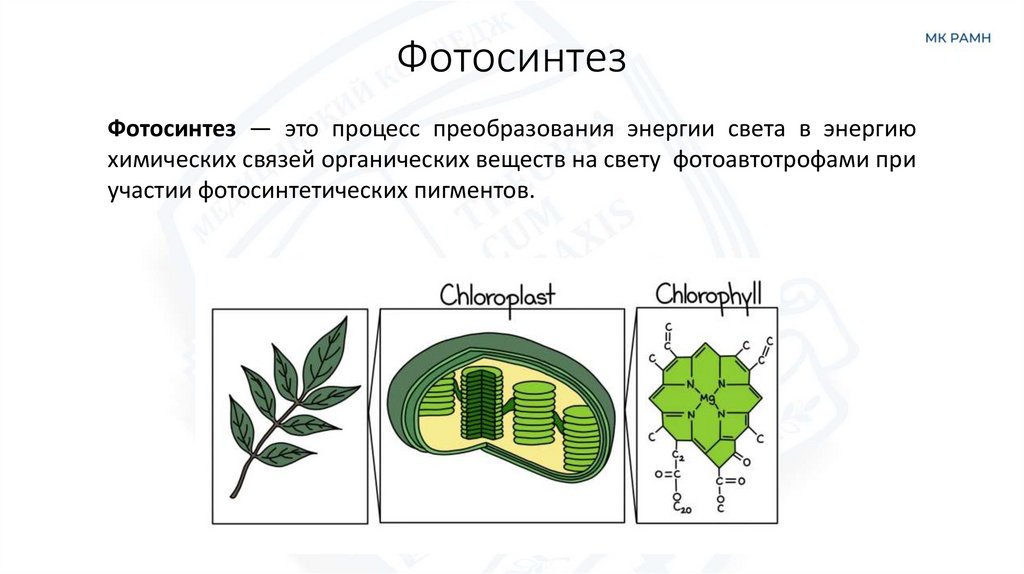 Фотосинтез