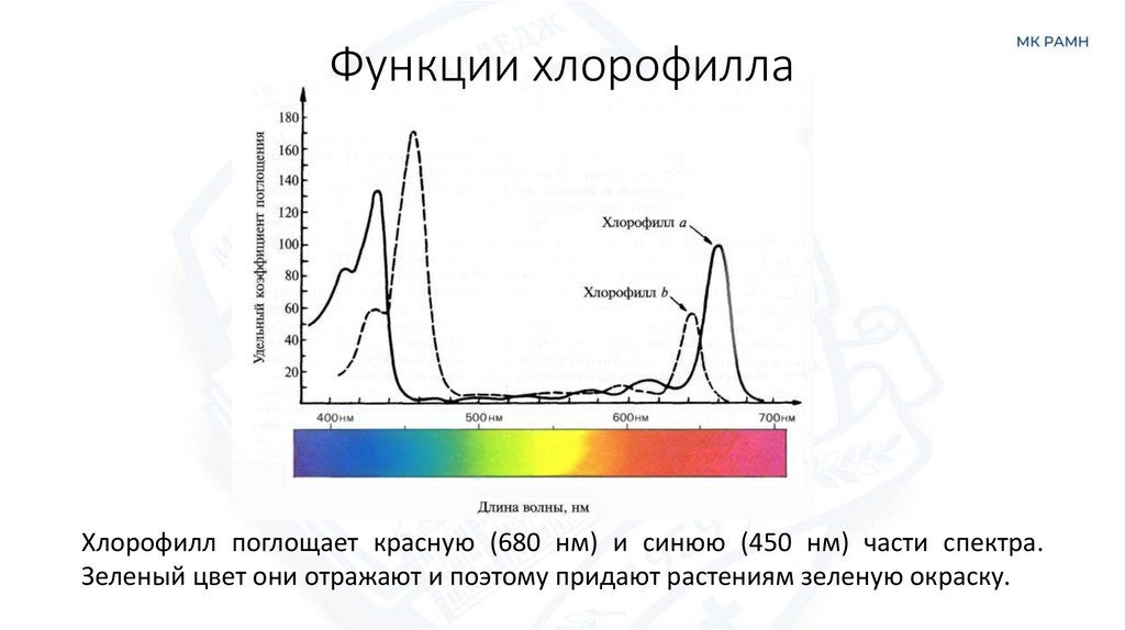 Функции хлорофилла