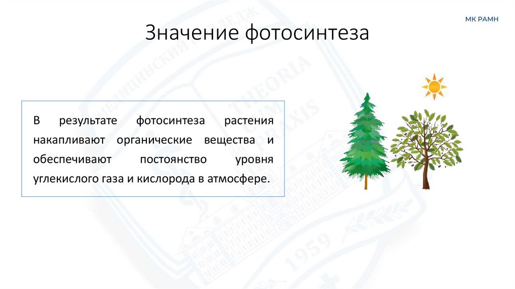 Значение фотосинтеза
