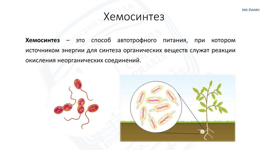 Хемосинтез