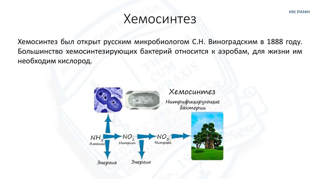 Хемосинтез