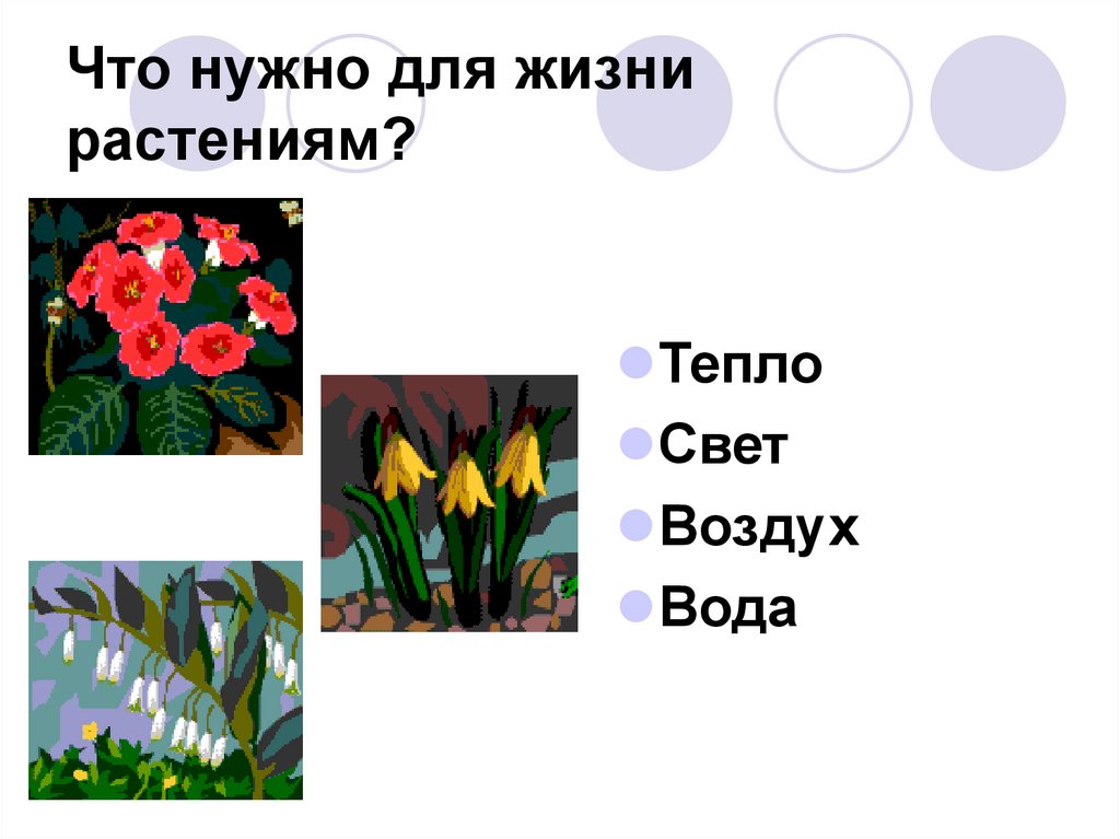 Что нужно для жизни растениям?