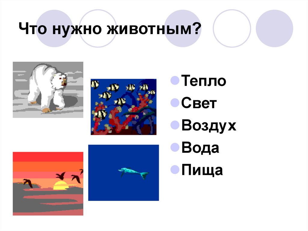 Что нужно животным?