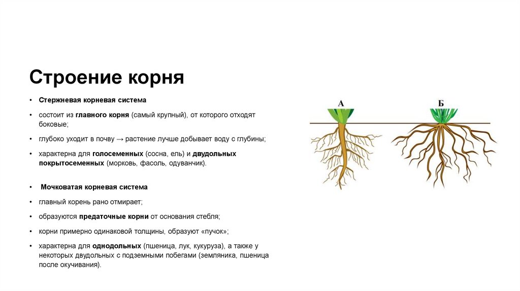 Строение корня