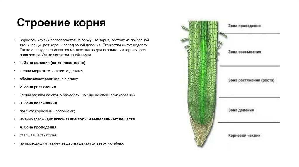 Строение корня