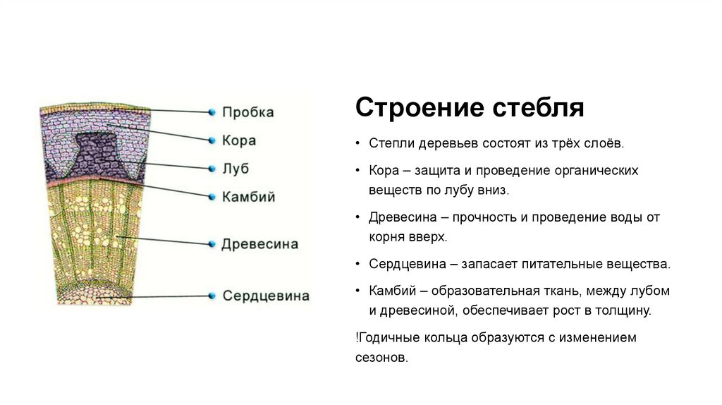 Строение стебля