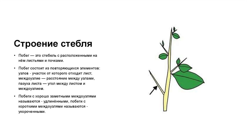 Строение стебля