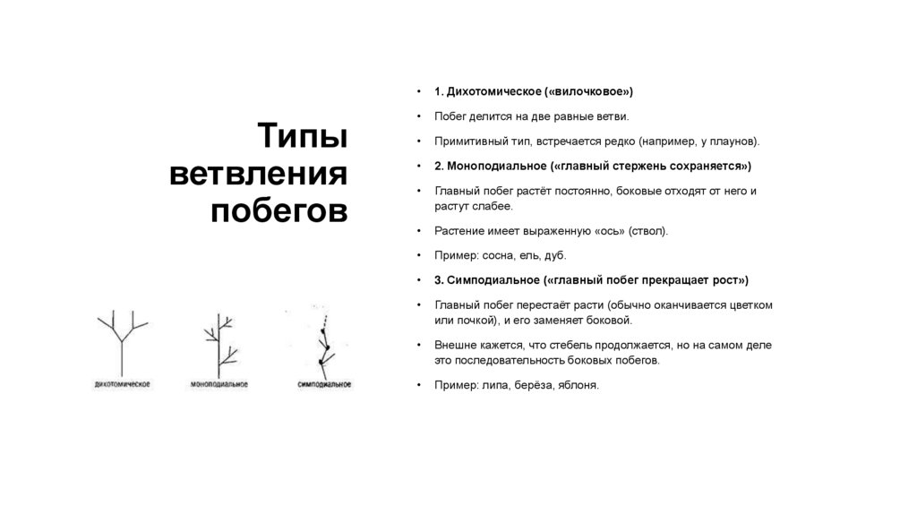 Типы ветвления побегов