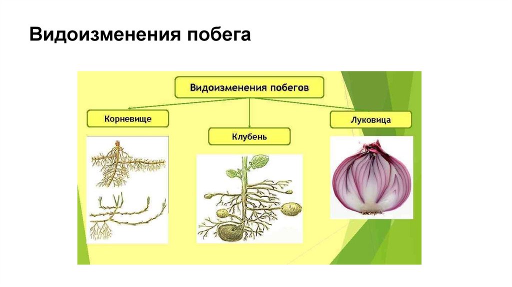 Видоизменения побега