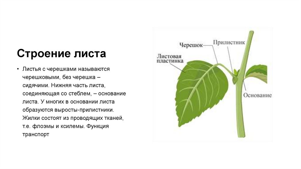 Строение листа