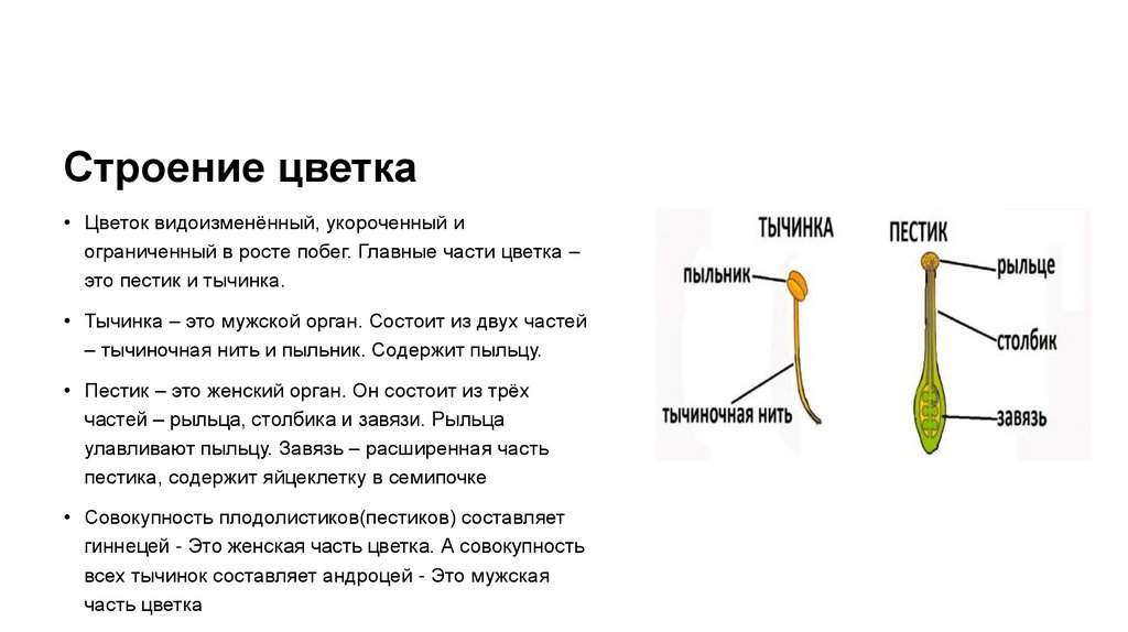 Строение цветка